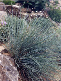 Festuca glauca